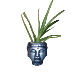 Buda Mumluk/Saksı  (Kod:13) KMC Kozmetik